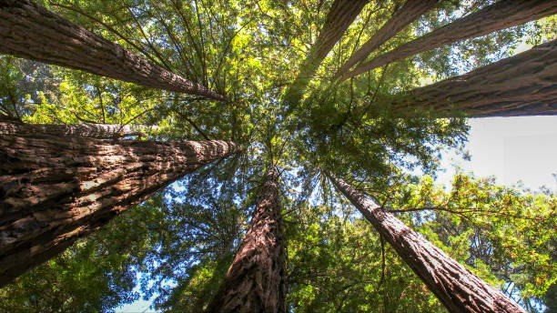 How Our Tree Care Process Works  in  Thermopolis, WY