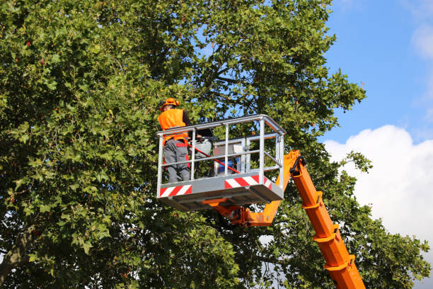 Trusted Thermopolis, WY Tree Services Experts